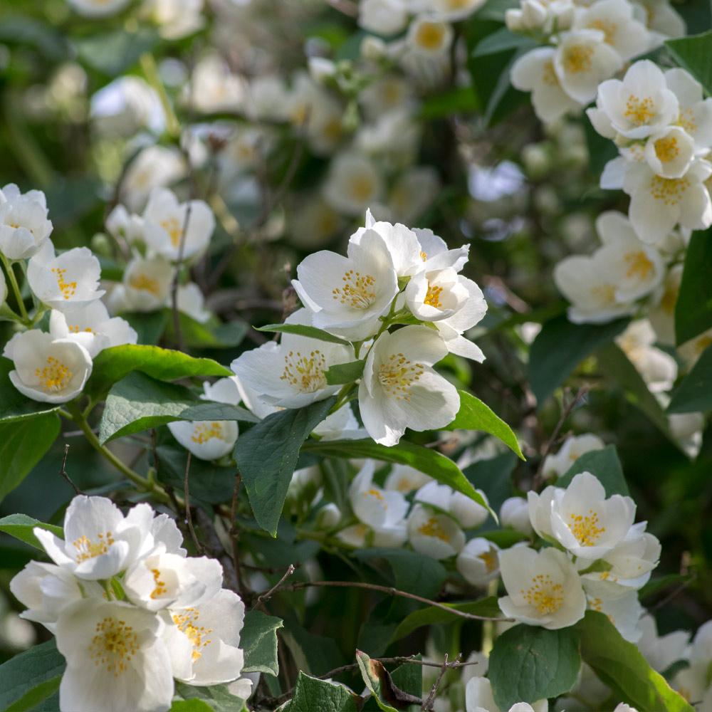 Sweet Mock Orange Shrub