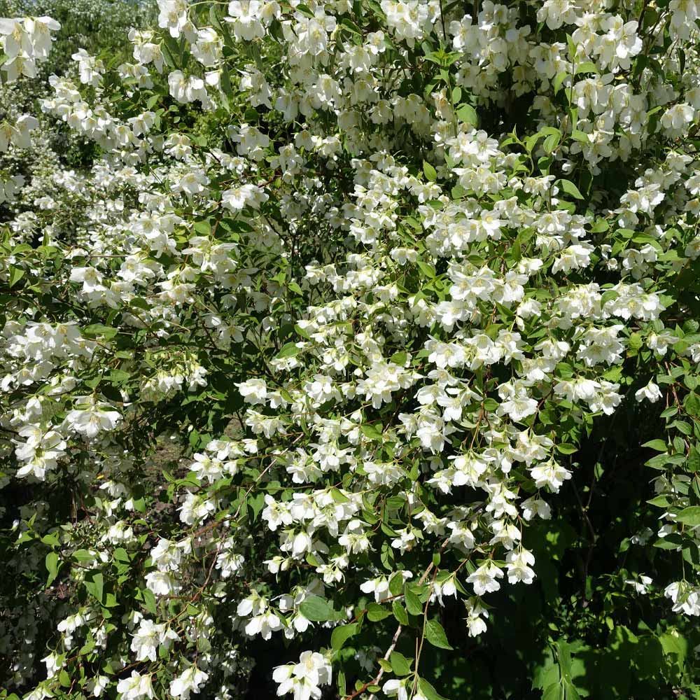 Sweet Mock Orange Shrub