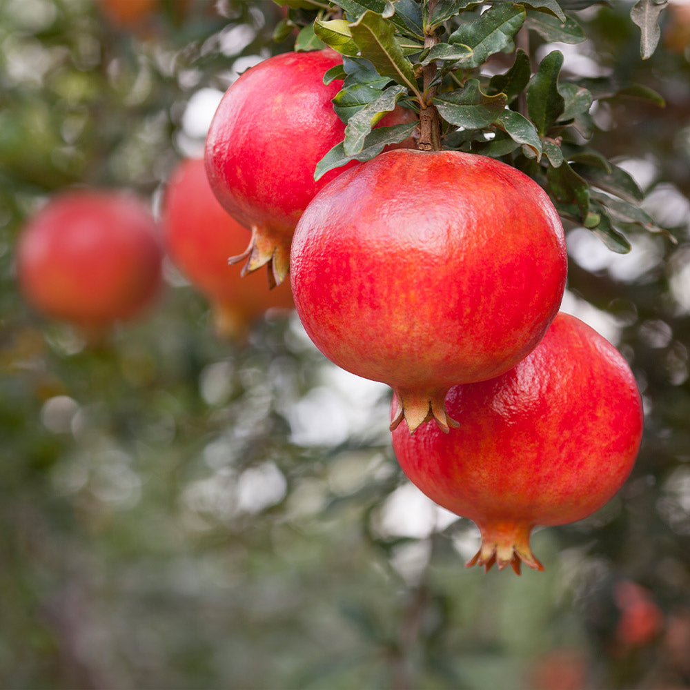 Sweet Pomegranate Tree