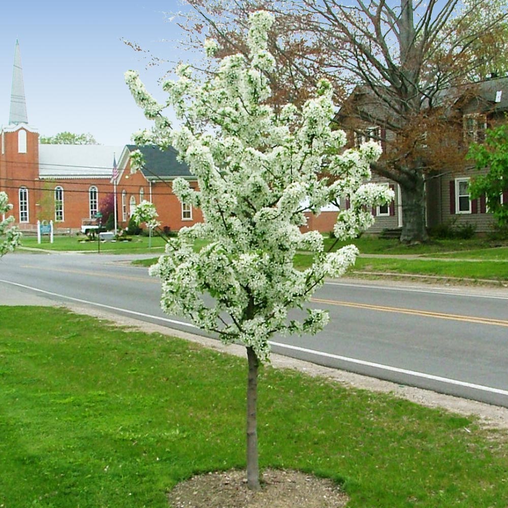 Proven Winners® Sweet Sugar Tyme® Crabapple