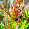 Sweetheart Blueberry Bush