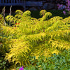 Tiger Eyes® Sumac Shrub