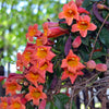 Tangerine Beauty Crossvine Arizona