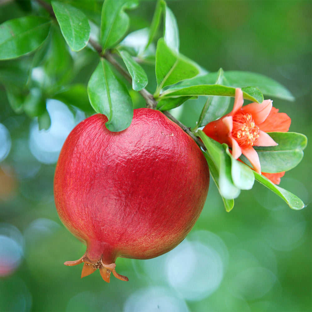 Texas Pink Pomegranate Tree