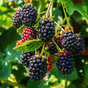 Thornless Blackberry product image