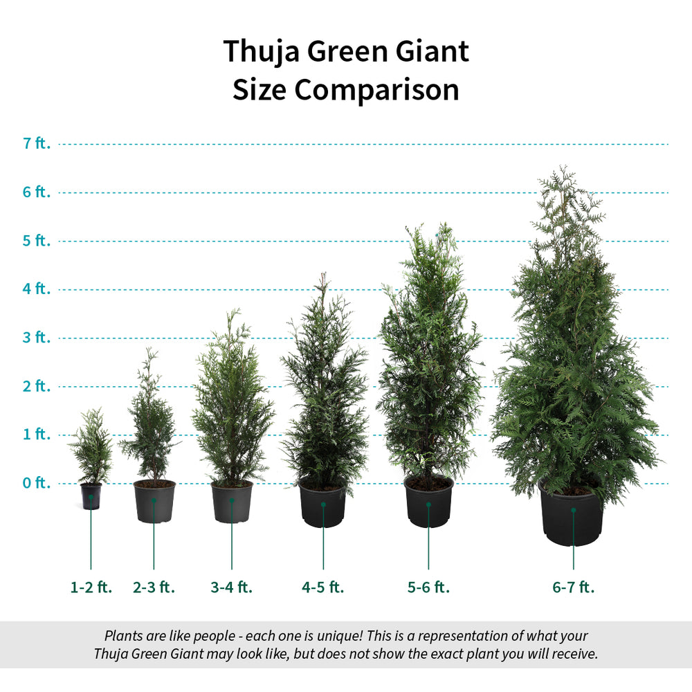 Thuja Green Giant