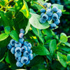 Tifblue Rabbiteye Blueberry Bush