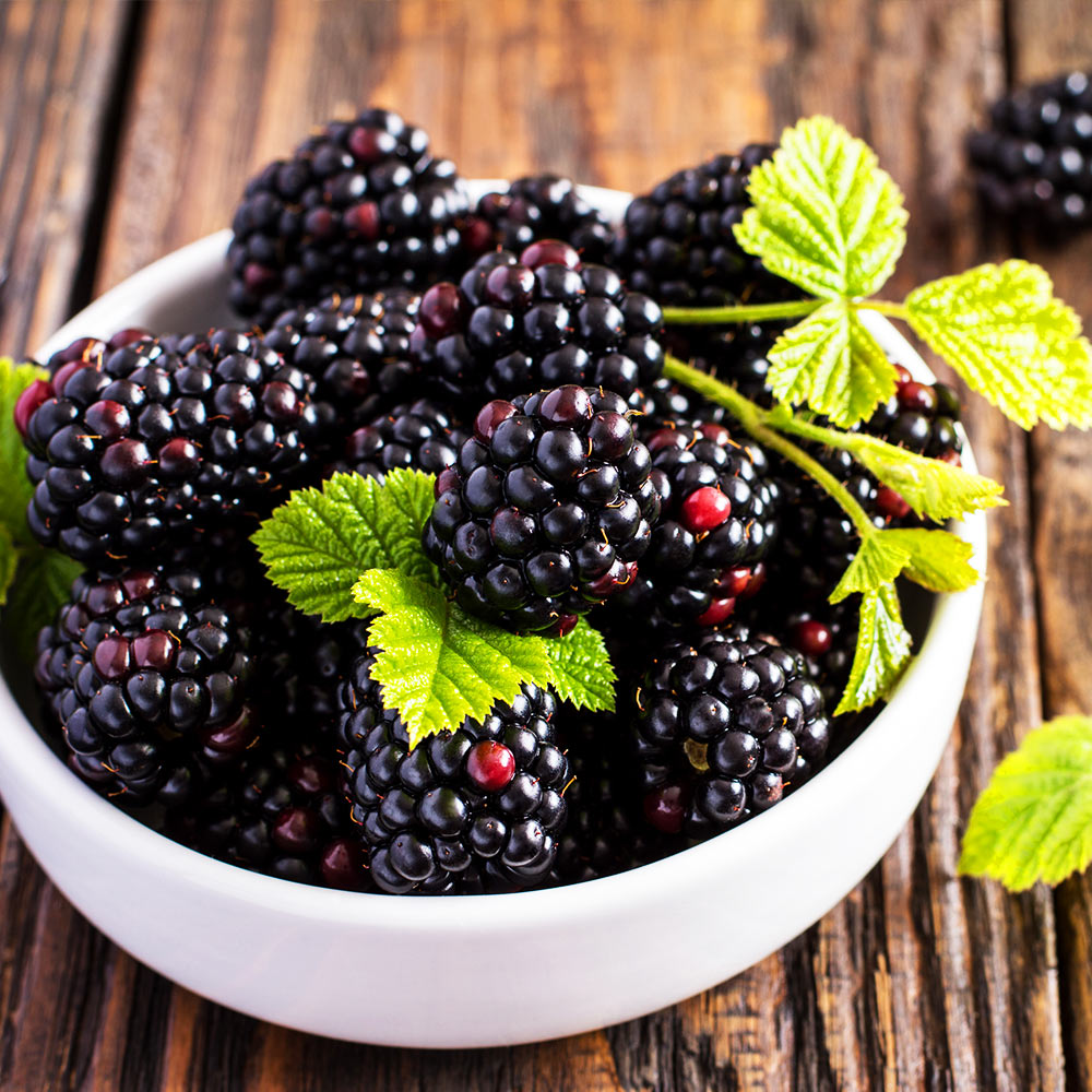 Triple Crown Blackberry Bush