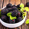 Triple Crown Blackberry Bush - USDA Organic