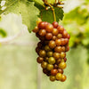Triumph Muscadine Grapes