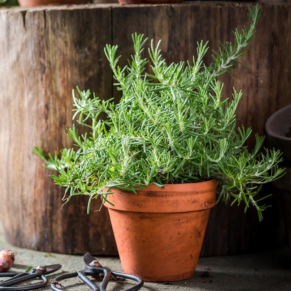 Tuscan Rosemary Plant