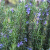 Tuscan Rosemary Plant