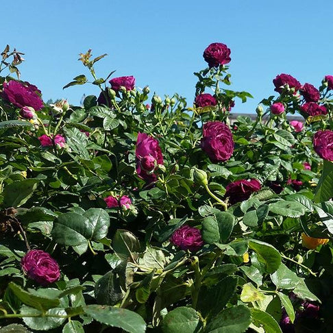 Twilight Rose Shrub
