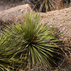 Twin Flower Agave Plants Arizona
