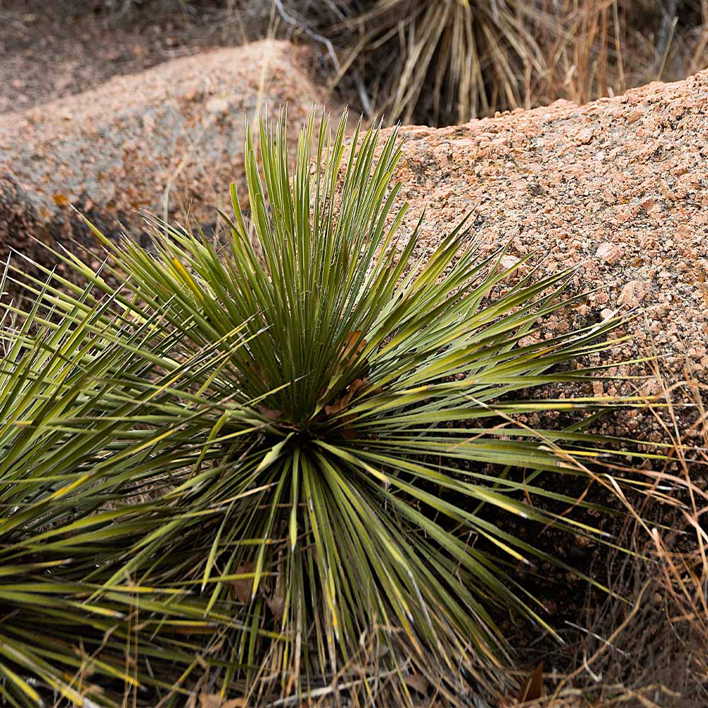 Twin Flower Agave Plants Arizona