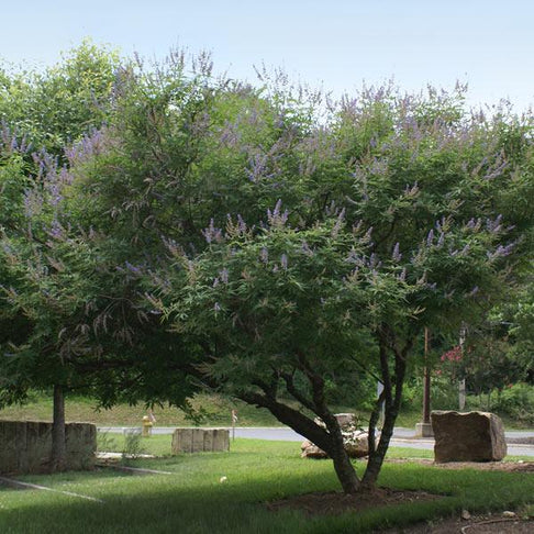Vitex Chaste Tree