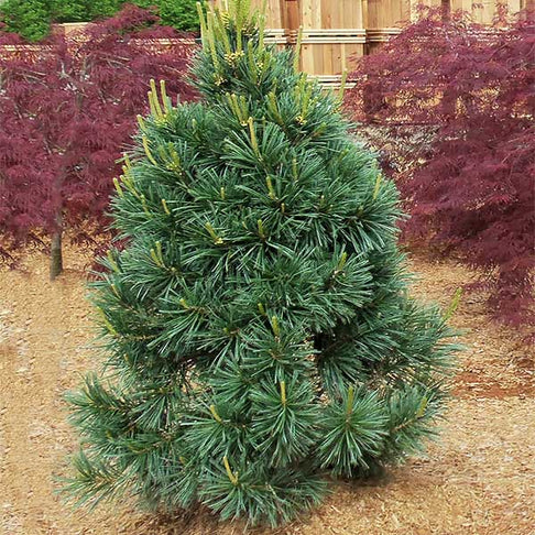Vanderwolf's Pyramid Limber Pine
