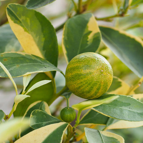 Pink Variegated Eureka Lemon Tree