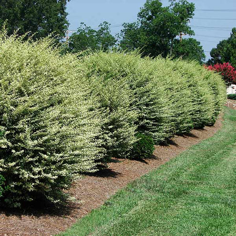 Variegated Privet Tree