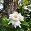 Gardenia 'Veitchii' Shrub