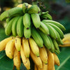 Veranda Banana Tree