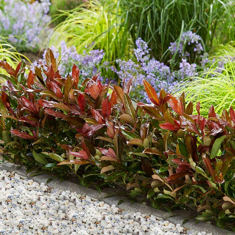 Coppertop® Sweet Viburnum Shrub