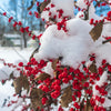 Winter Red Winterberry Holly Shrub