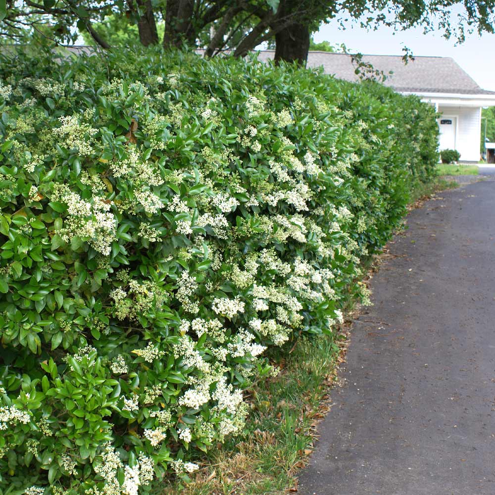 Waxleaf Privet Hedge