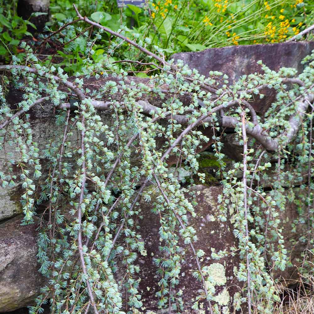 Weeping Blue Atlas Cedar Tree