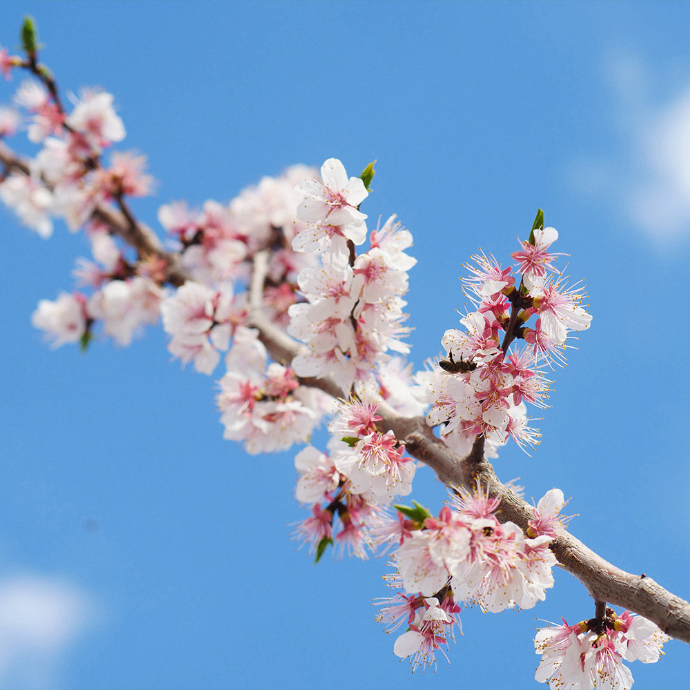 Wenatchee Apricot Tree