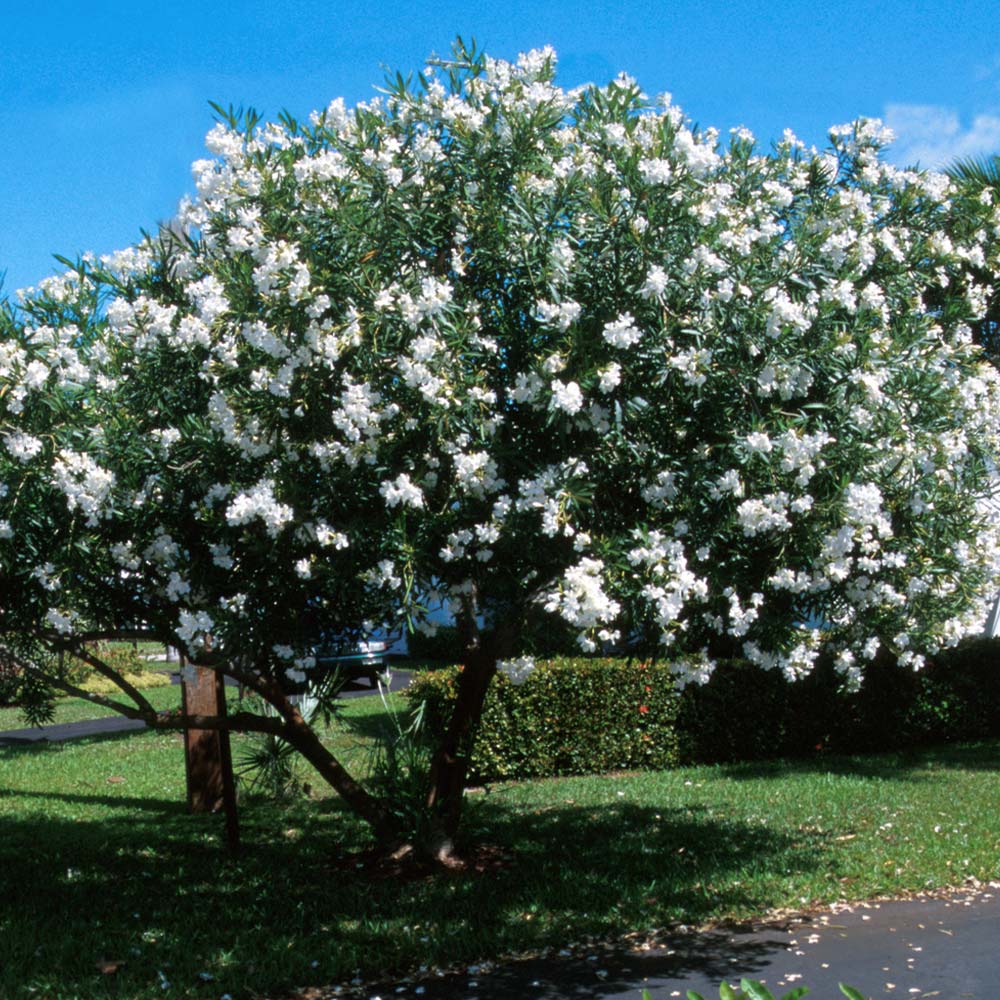 White Nerium Oleander Tree