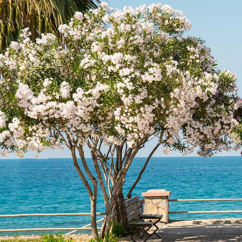 White Nerium Oleander Tree