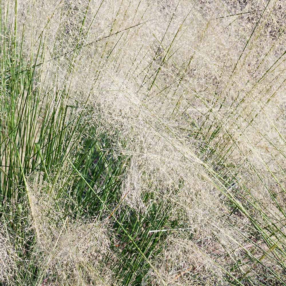 White Cloud Muhly Grass