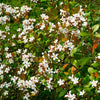 Snow White Indian Hawthorn Shrub