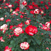 White Lies™ Rose Shrub