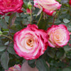 White Lies™ Rose Shrub