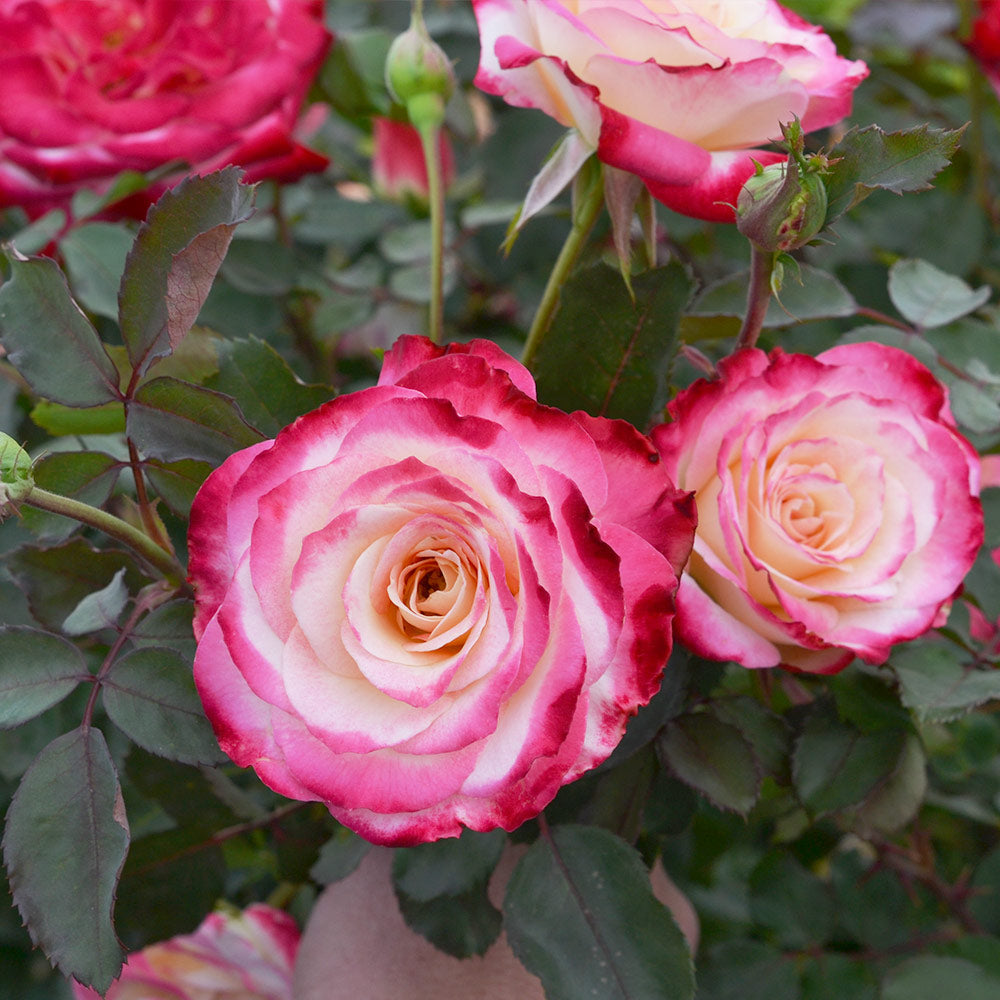 White Lies™ Rose Shrub