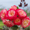 White Lies™ Rose Shrub
