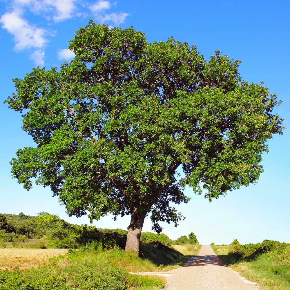 White Oak Tree