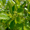 Wildfire Black Gum Tree