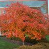 Wildfire Black Gum Tree