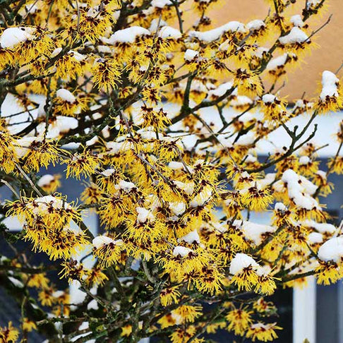Common Witch Hazel Shrub