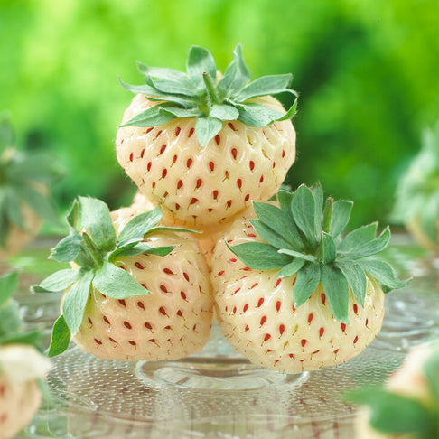 White Pineberry Strawberry