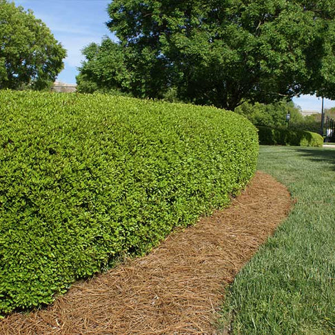 Dwarf Yaupon Holly Shrub