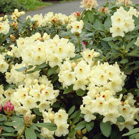 Yellow Rhododendron Shrub