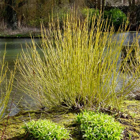 Yellow Twig Dogwood Shrub