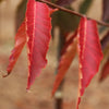 Green Vase'® Zelkova Tree