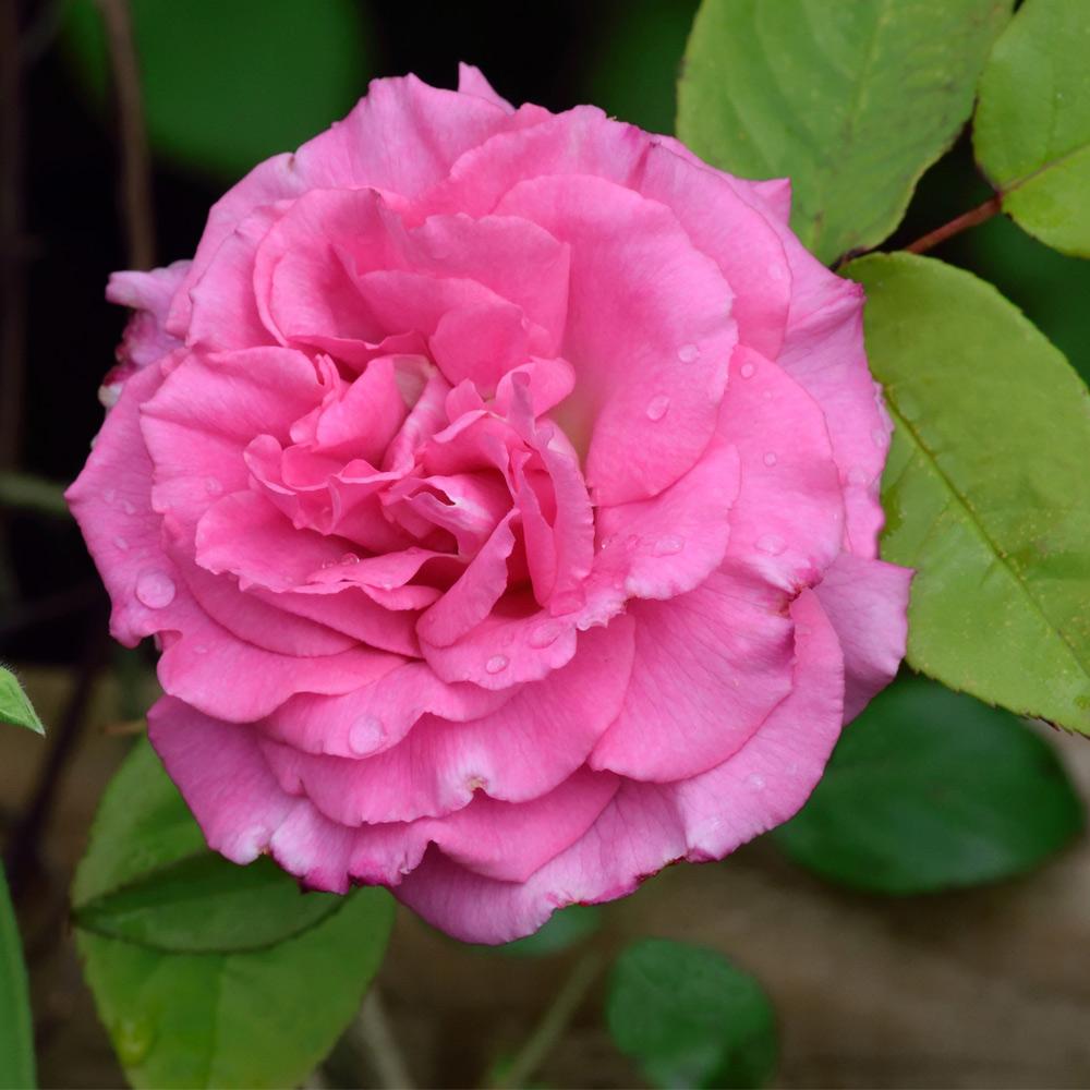 Zephirine Drouhin Climbing Rose