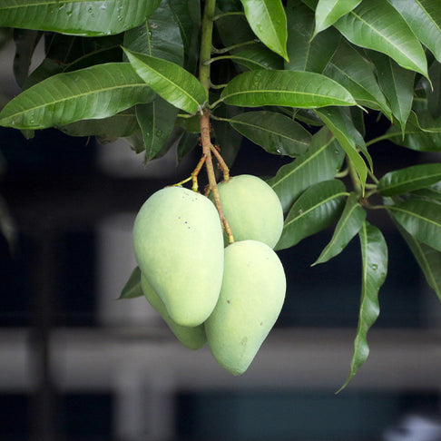 Condo Mango Tree
