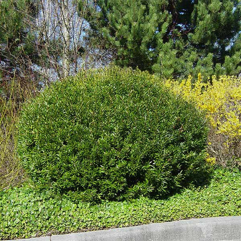 Don's Dwarf Wax Myrtle